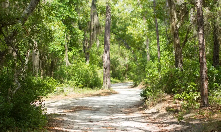 A sandy road at Luther Springs winds under live oaks and tall pines