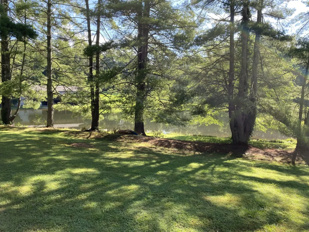 The lawn under the pines, down to the lake