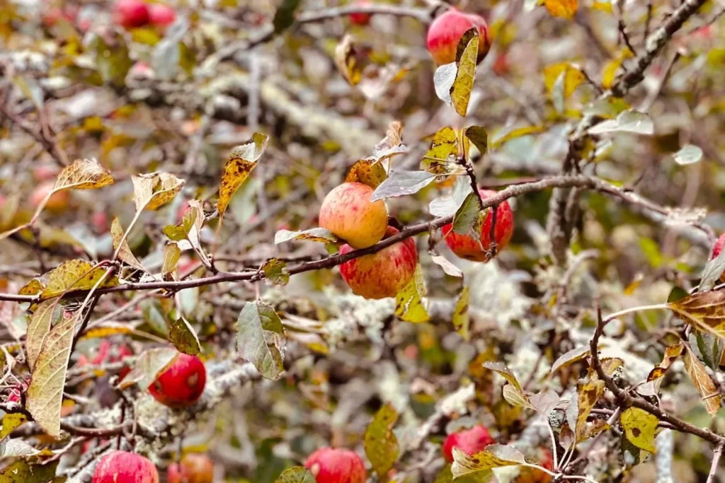 Red apples ripening among the leaves of an apple tree at Lutherock in the fall