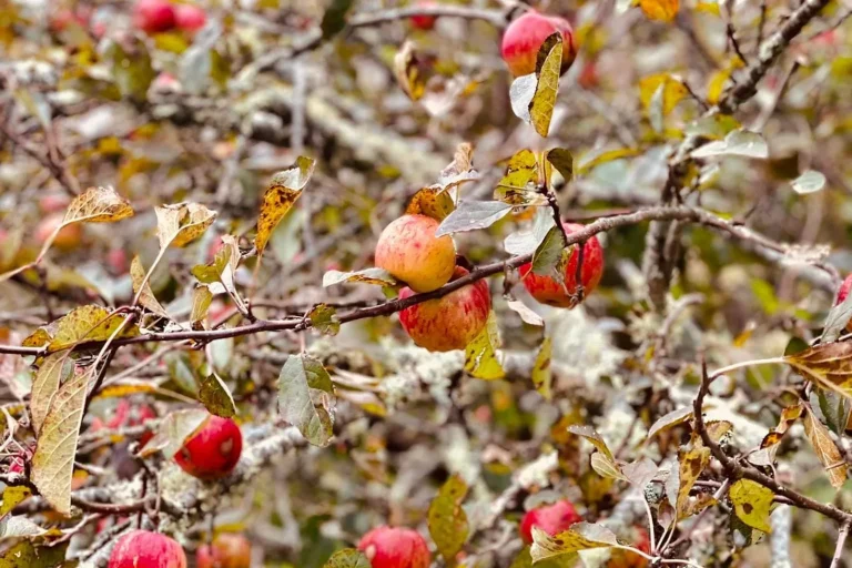 Red apples ripening among the leaves of an apple tree at Lutherock in the fall