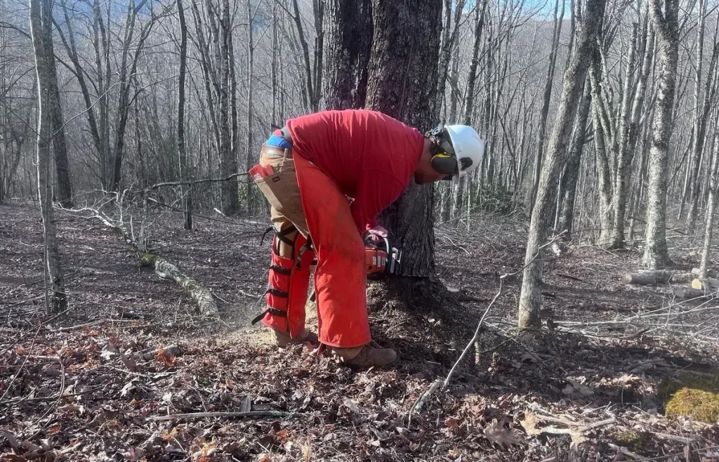 A volunteer in a helmet and chaps cutting a fallen tree with a chainsaw in the woods at Lutherock