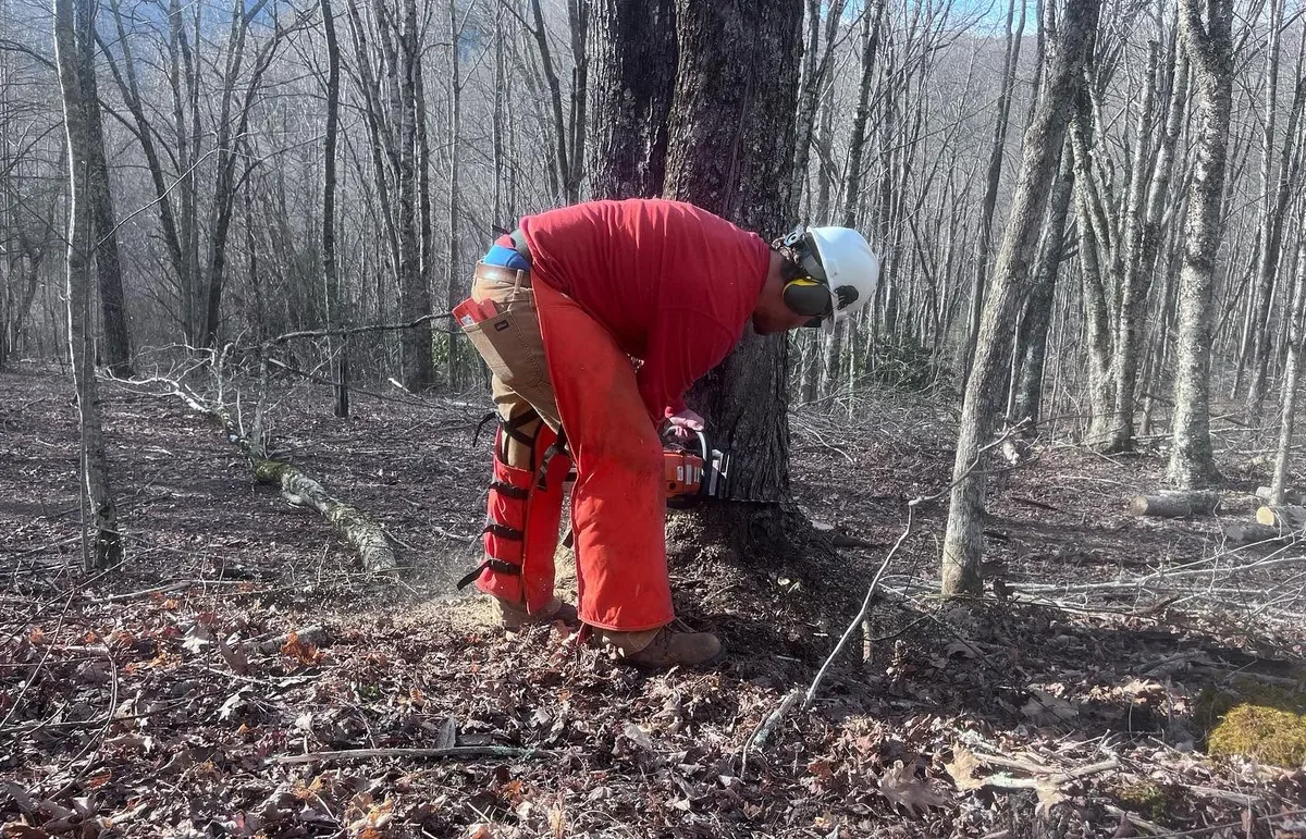 A volunteer in a helmet and chaps cutting a fallen tree with a chainsaw in the woods at Lutherock