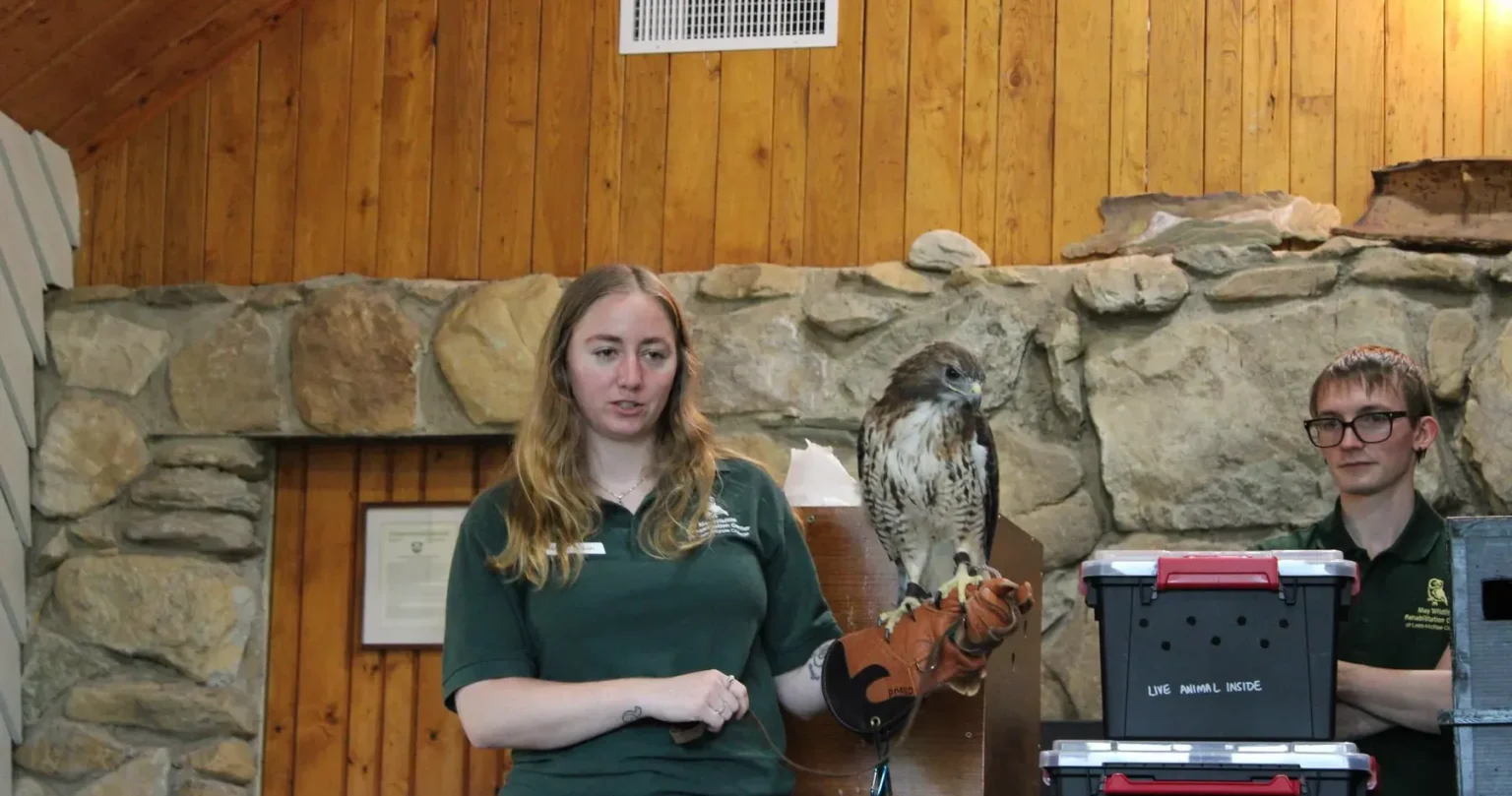 A presenter holds a hawk on her glove during a wildlife presentation.